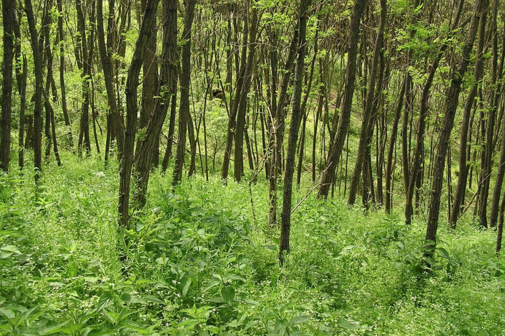 22_Gyepes_volgy_foto